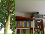 Bücherwurm und Baum(el)katze